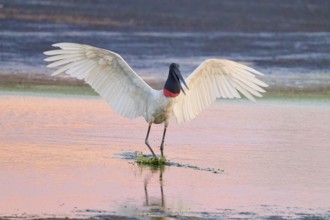 A bird with wide open wings stands calmly in shallow water at dusk, Jabiru (Jabiru mycteria),