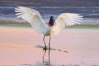 A large bird with outstretched wings stands in the calm water in the evening light, Jabiru (Jabiru