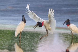 Three birds at the water's edge, one flapping its wings and appears to be in flight, Jabiru (Jabiru