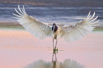 A large bird with outstretched wings stands in a lake in pink light, Jabiru (Jabiru mycteria),