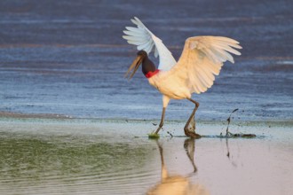 An elegant bird lands with outstretched wings on a calm water surface, Jabiru (Jabiru mycteria),