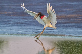 A bird in graceful flight just above the water surface in the sunlight, Jabiru (Jabiru mycteria),