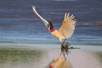 A large bird lands elegantly on the water and is reflected in it, Jabiru (Jabiru mycteria),