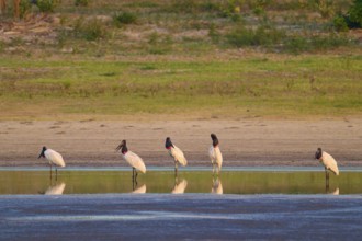 Five storks standing at the edge of a body of water in nature, their reflection visible in the calm