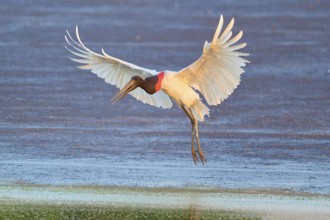 A large bird with outstretched wings flies over a calm water surface, Jabiru (Jabiru mycteria),
