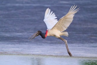 A bird flies with its wings spread wide over a reflecting water surface, Jabiru (Jabiru mycteria),