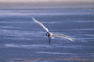 A stork flies head-on with its wings spread out towards the observer over a blue surface, Jabiru