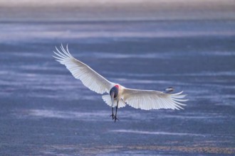 A stork flies with outstretched wings just above a dark blue water surface, Jabiru (Jabiru