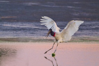 A stork lands elegantly on the surface of the water in the warm light of sunset, Jabiru (Jabiru