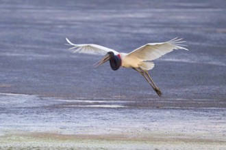 A large bird flies over the ground, its wings spread out, Jabiru (Jabiru mycteria), Pantanal, Mato