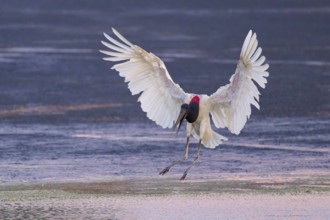 A large bird with outstretched wings flies close over a water surface, Jabiru (Jabiru mycteria),