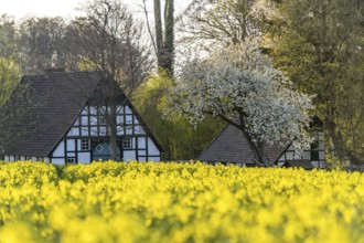 Lower Saxony farmhouse with black and white timbering surrounded by blooming rapeseed fields in an