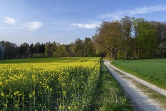 Blooming rapeseed field next to a dirt road, bordered by a forest under a blue sky, Osnabrücker