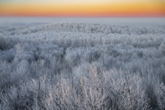 Snowy forest under a bright morning sky in warm tones in the Teutoburg Forest, Steinegge