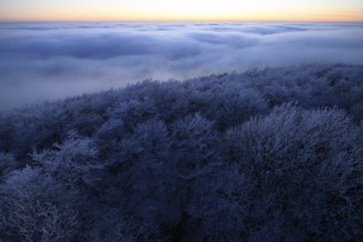 Dark, snowy forest at dusk under a cloudy sky in the Teutoburg Forest, Steinegge observation tower,