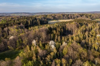 Dense forest in autumn colors, flooded with sunlight, under clear skies, Osnabrücker Land, Wiehen