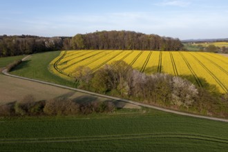Wavy rapeseed fields and meadows in the Wiehen Mountains at sunset framed by forest oblique aerial