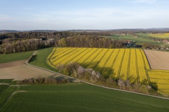 Aerial view of a vast landscape with yellow rapeseed fields and forest, Osnabrücker Land, Wiehen