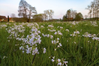 Blooming spring meadow with meadow foamwort (Cardamine pratensis) and trees in the background on a