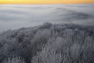 Icy treetops rise through a foggy evening sky in the Teutoburg Forest, Steinegge observation tower,
