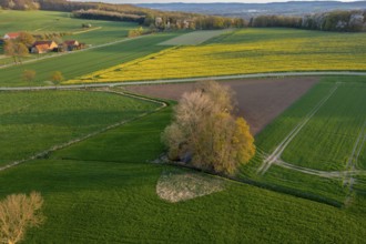 Evening landscape with extensive fields and a path illuminated by sunset. Curved aerial view in