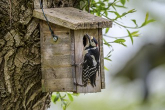 Dümmer nature park Park, Lower Saxony, Germany, A great spotted woodpecker (Dendrocopos major) sits