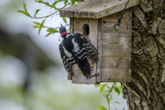 Dümmer nature park Park, Lower Saxony, Germany, Great spotted woodpecker (Dendrocopos major) with