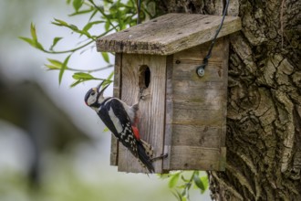 Dümmer nature park Park, Lower Saxony, Germany, A great spotted woodpecker (Dendrocopos major) sits