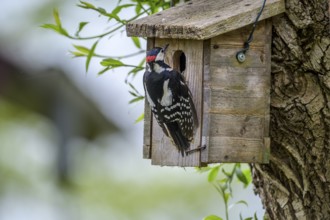 Dümmer nature park Park, Lower Saxony, Germany, Great spotted woodpecker (Dendrocopos major)