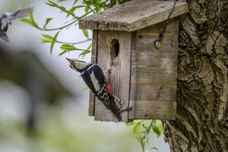 Dümmer nature park Park, Lower Saxony, Germany, A great spotted woodpecker (Dendrocopos major)