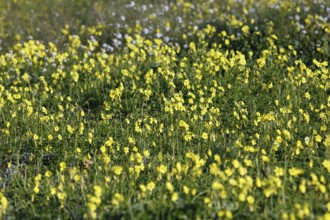 Carpet of flowers, yellow flower meadow in winter, Bermuda buttercup (Oxalis pes-caprae), Segesta,