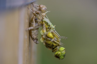 Flat-bellied dragonfly (Libellula depressa) leaving its exuviae on a wooden substrate, detailed and