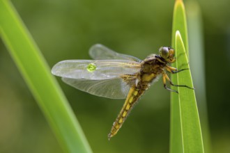 Flat belly (Libellula depressa), dragonfly sitting on a green leaf with transparent wings, clear
