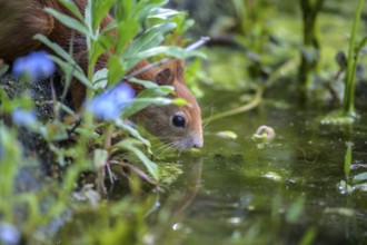 Squirrel (Sciurus vulgaris) drinking from a pool of water surrounded by plants, Lower Saxony,