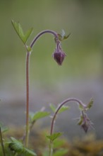 Bach clovewort (Geum rivale) inflorescence against a softly blurred background, delicately hanging