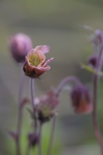 Bach carnation root (Geum rivale) inflorescence in front of softly blurred background, close-up of