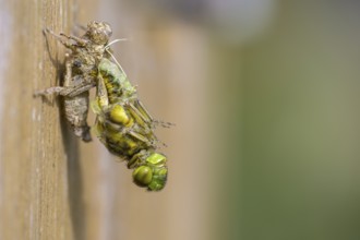 Flat-bellied dragonfly (Libellula depressa) moving away from exuviae on a wooden substrate, greatly
