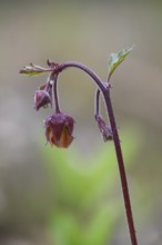 Brooklime (Geum rivale) inflorescence against a softly blurred background, branched flower with