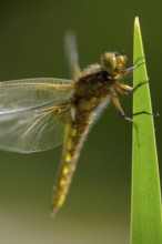 Flat belly (Libellula depressa), dragonfly with yellow stripes on wings on a green leaf, clear