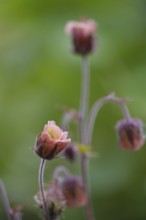 Brooklime (Geum rivale) inflorescence against a softly blurred background, pink flower head in full