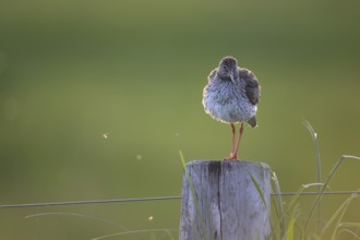 Dümmer nature park Park, Lower Saxony, Germany, A redshank (Tringa totanus) stands on a wooden post