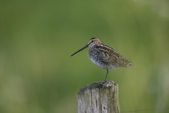 Stemshorn, Lower Saxony, Germany, A common snipe (Gallinago gallinago) with a long beak stands on a