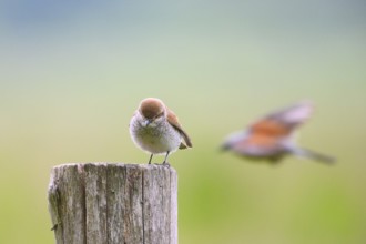 Damme, Lower Saxony, Germany, A female Red-backed Shrike (Lanius collurio) on a wooden post with