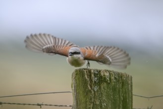 Damme, Lower Saxony, Germany, A Red-backed Shrike (Lanius collurio) flies with outstretched wings