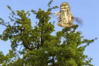 A little owl (Athene noctua) flies in front of a tree in the blue sky, Teutoburg Forest, Lower