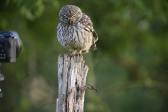 A little owl (Athene noctua) sits curiously on a tree stump opposite a camera, Teutoburg Forest,