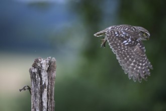 A little owl (Athene noctua) flying from an empty tree stump, wings spread wide, Teutoburg Forest,