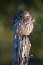 A little owl (Athene noctua) perched on a tree stump in a natural environment, emphasised by its