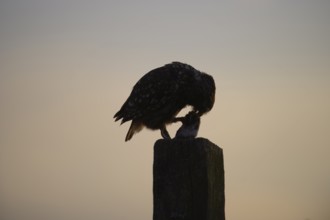 A little owl (Athene noctua) silhouetted on a post at dusk, Teutoburg Forest, Lower Saxony, Germany