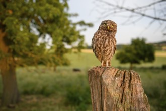 A little owl (Athene noctua) sits on a wooden post in a green meadow orchard at dusk